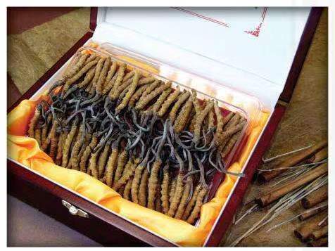 集贤冬虫夏草回收